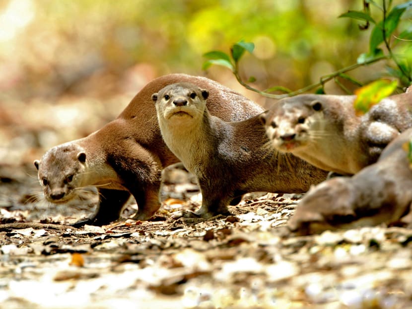 National Day Special 2016: Native fauna in an urban jungle