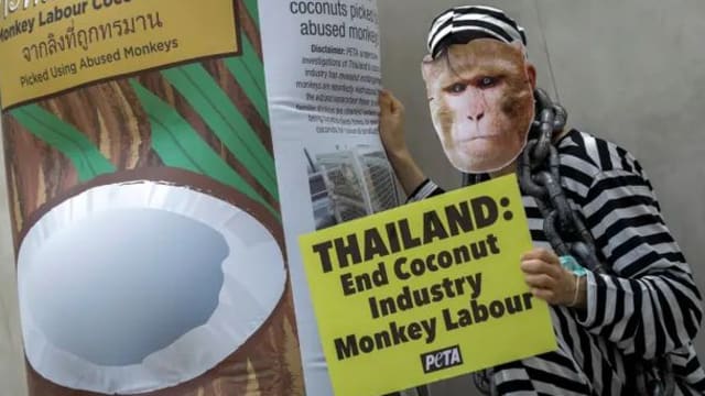 晨光|纸上风云：杜绝猴子劳工 德公司停售泰国椰奶