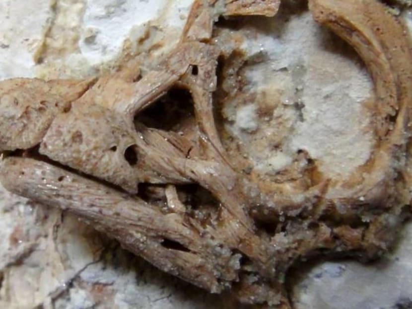 Fossil embryo dubbed the 'small giant' packs surprises about a big dinosaur Fossil embryo dubbed the 'small giant' packs surprises about a big dinosaur