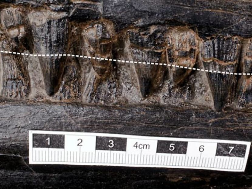 Monster swallows monster: Fossil reveals doubly fatal Triassic encounter Monster swallows monster: Fossil reveals doubly fatal Triassic encounter