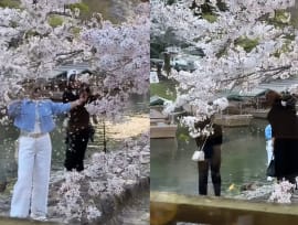 Tourists in Tokyo cause public outrage for violently shaking cherry blossom trees to get perfect social media shot