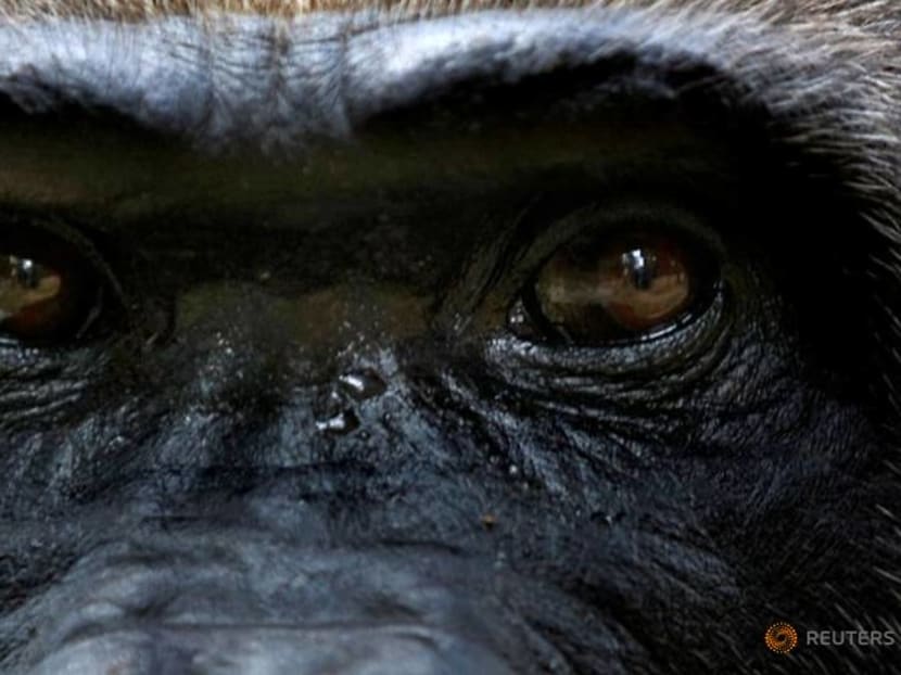 Cameroon cancels logging plan that threatened rare apes Cameroon cancels logging plan that threatened rare apes