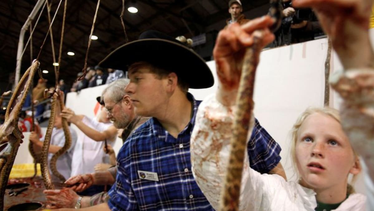 Rattlesnake Roundup: a Texas tradition runs into criticism - CNA