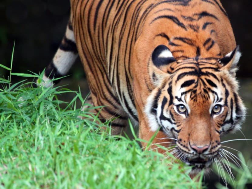 Only about 250 to 340 Malayan tigers are left in the wild. Photo: Loretta Ann Shepherd/MYCAT