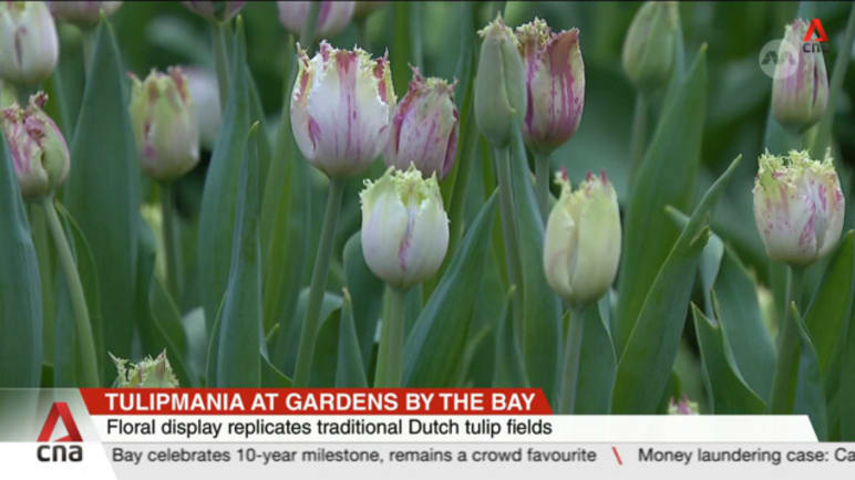 Tulipmania at Gardens by the Bay celebrates 10-year milestone, on display until 26 May