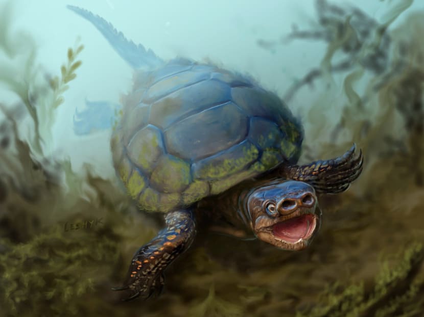 This undated illustration provided by the University of Utah shows a pig-snouted turtle that lived alongside tyrannosaurs and duck-billed dinosaurs. Photo: University of Utah via AP