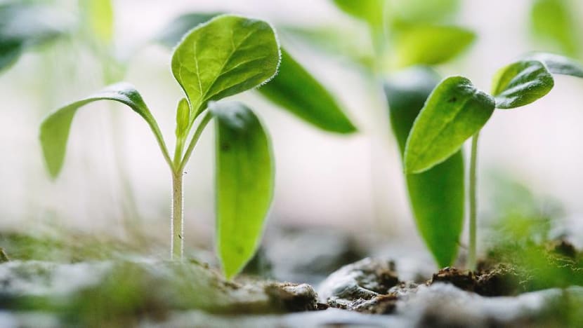Commentary: Why investing in green funds isn’t so simple Commentary: Why investing in green funds isn’t so simple