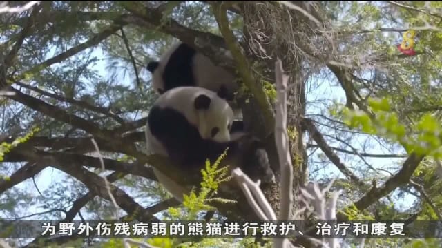 中国大熊猫在陕西省有新家
