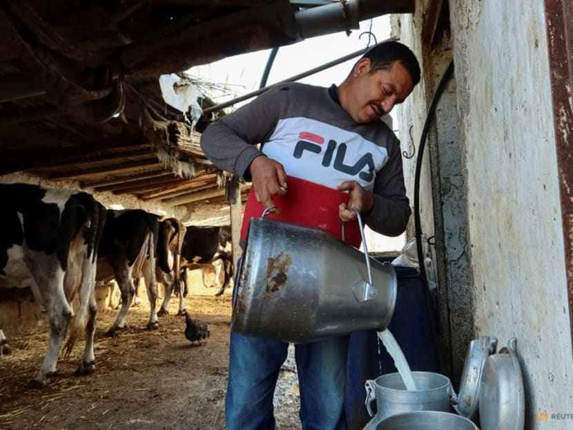Tunisia's milk shortage leaves farmers poor and the public angry TODAY