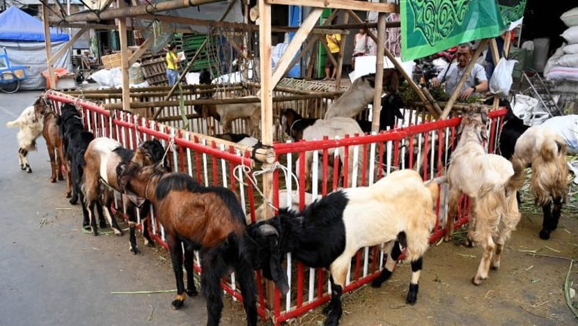 Warga S'pura sumbang lebih 64 kambing untuk ibadah korban di Batam