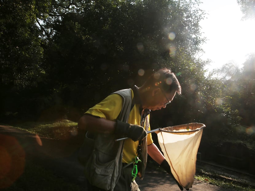 Spider expert Joseph Koh demonstrates how he catches spiders. Photo: Jason Quah