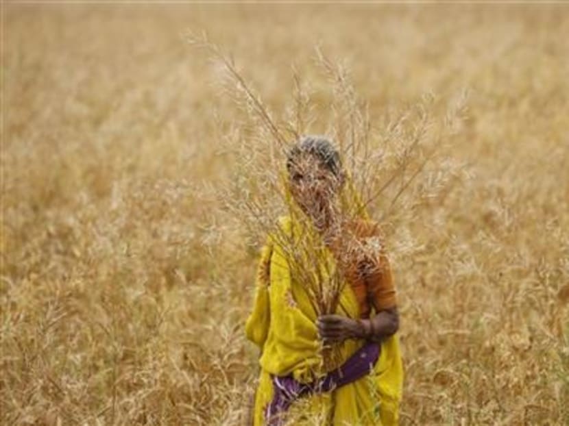 Unseasonal rain causes heartache for many Indian farmers