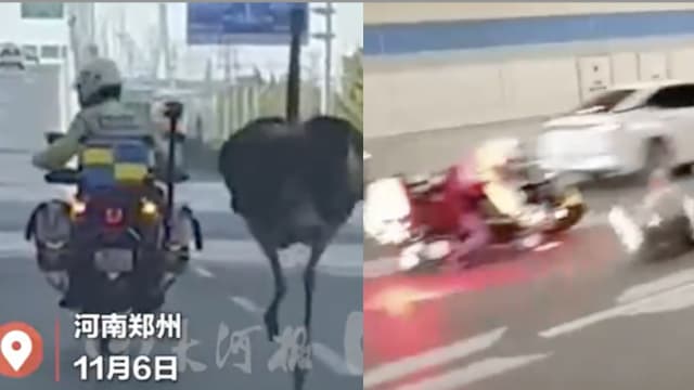 中国鸵鸟高架桥上狂奔 交警追到绊倒