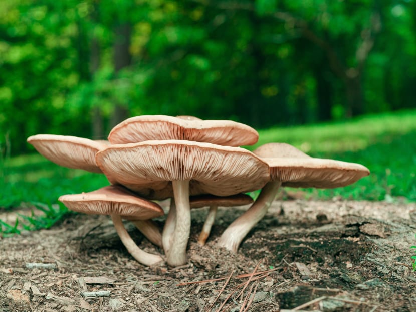Soon, You Could Be Wearing Mushroom Leather. But Will It Be Better for the  Environment?