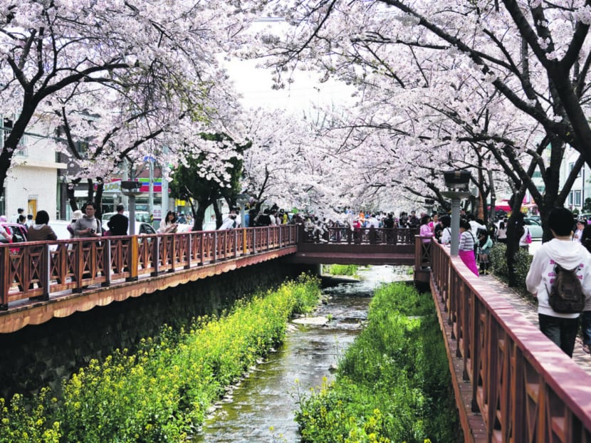 Travellers can enjoy Cherry Blossom viewing at Mt Jangbok park at Jinhae with Chan Brothers. Photo: Chan Brothers