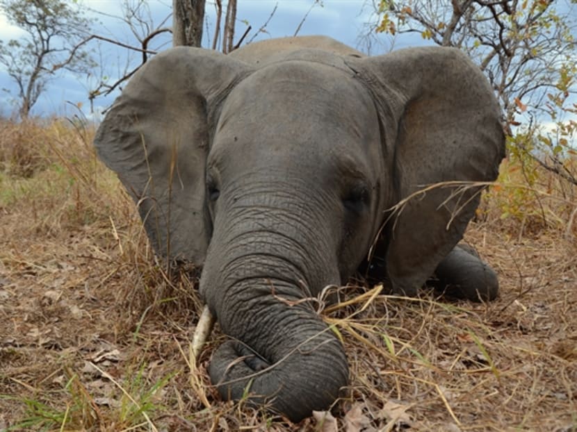 The elephant population in Mozambique has dropped nearly 50 per cent in the last five years because of poaching. Photo: Wildlife Conservation Society