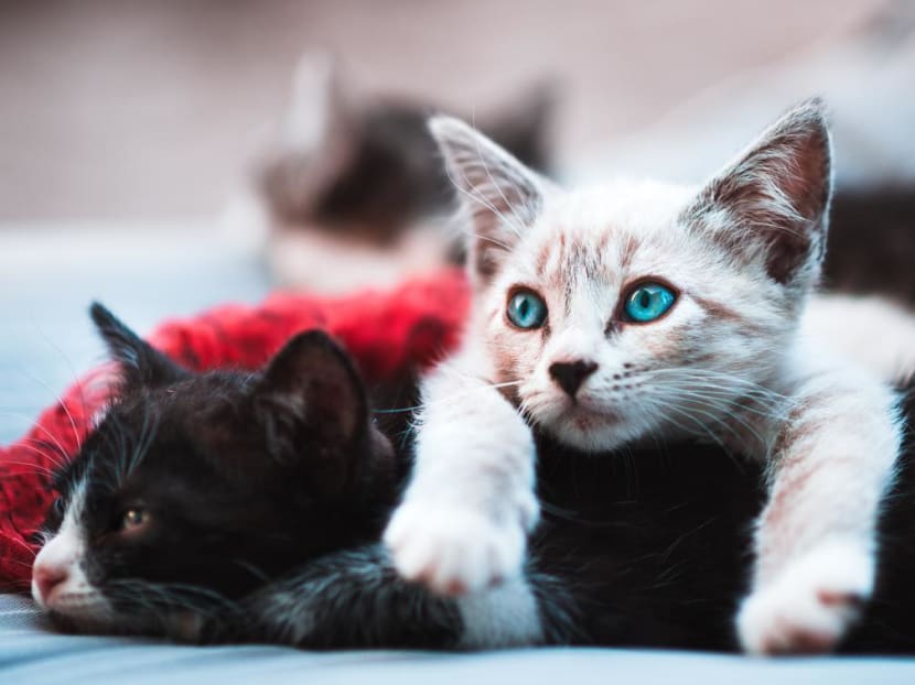 The husband said that his wife developed an obsession with cats after her late mother appeared in her dreams, telling her to be kind to them. The husband said that his wife developed an obsession with cats after her late mother appeared in her dreams, telling her to be kind to them.