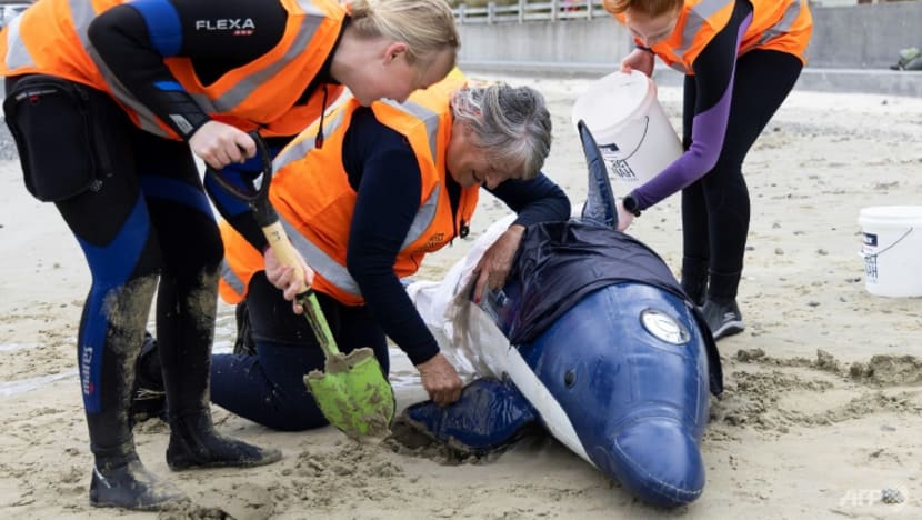 Whale strandings: Five questions answered Whale strandings: Five questions answered