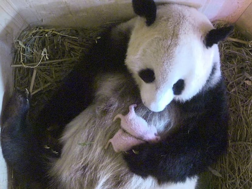 A video grab of panda mother Yang Yang holding her twins. The two baby pandas were born at the zoo on Aug 7, 2016. Photo: Tiergarten Schönbrunn via AFP