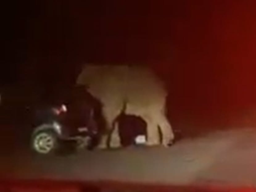 Distressed elephant on Malaysia highway stomps on car after being honked at, five escape unharmed