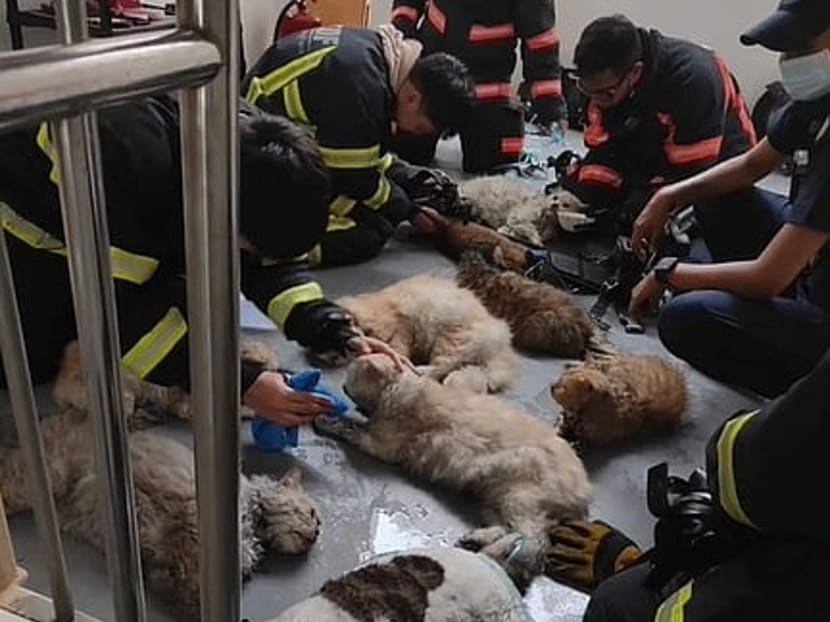 Firefighters tending to several cats found unconscious after a fire, in a screenshot taken from a TikTok post by user "itshambali".