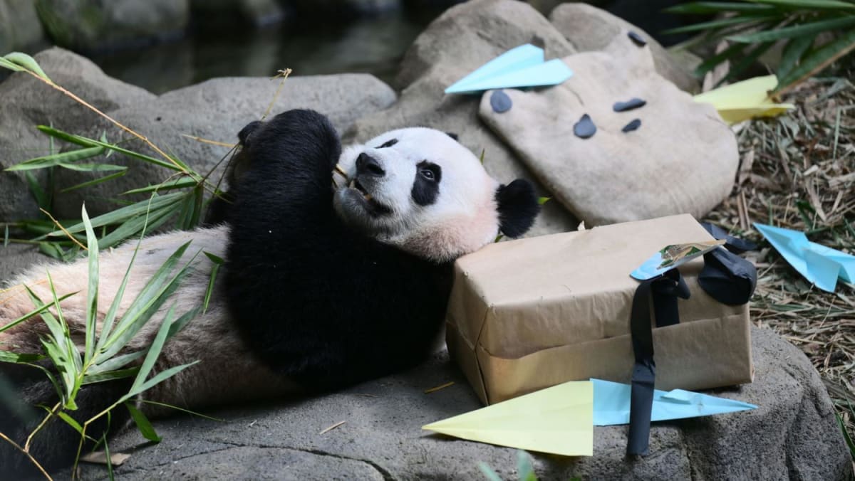 Singapore bids farewell to China-bound panda cub Le Le