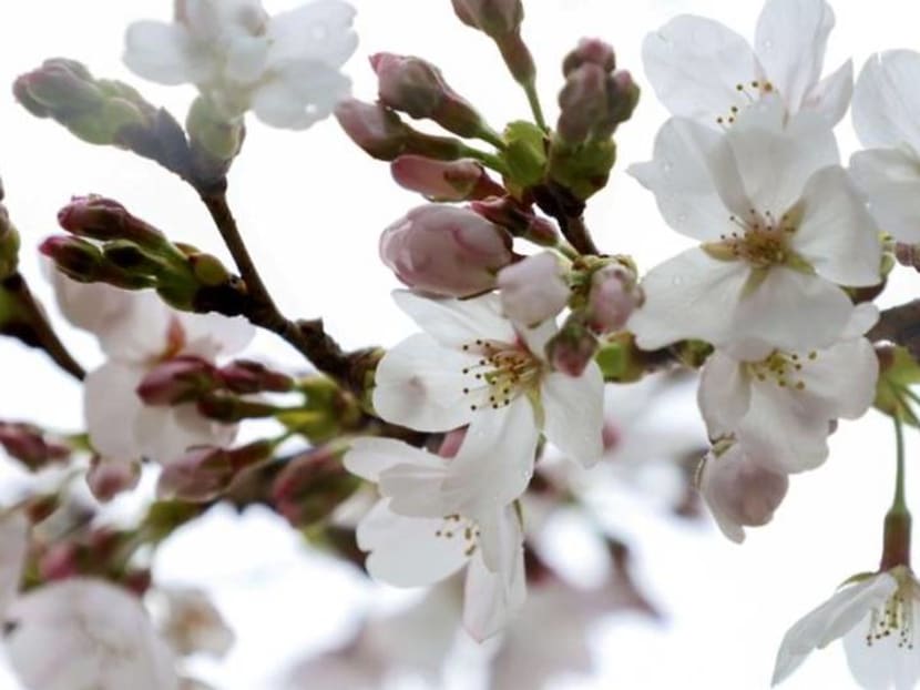 Kyoto's earliest cherry blooms in 1,200 years point to climate change, says scientist Kyoto's earliest cherry blooms in 1,200 years point to climate change, says scientist