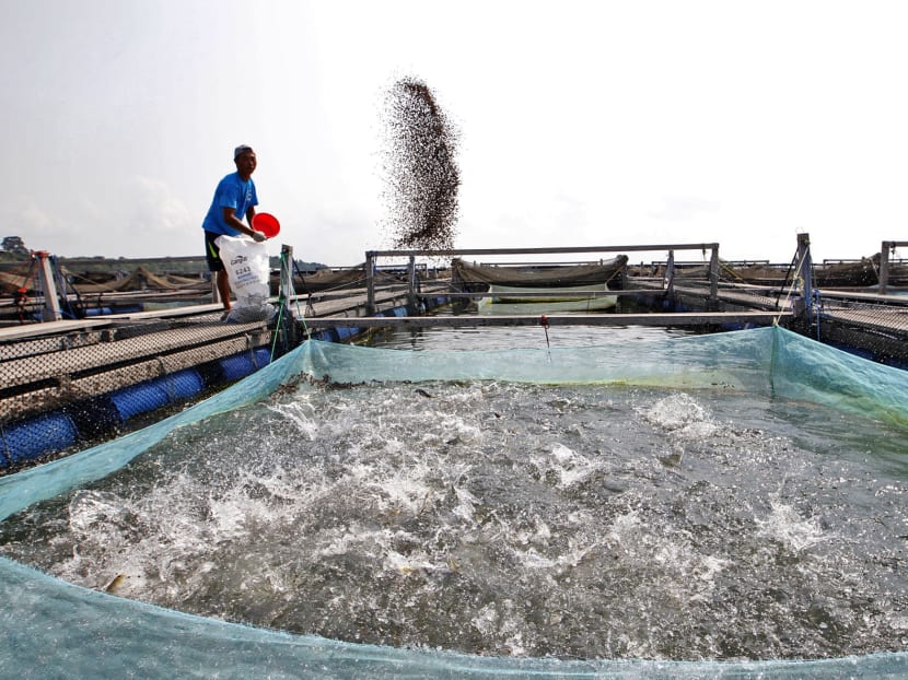 Four fish farms first to be certified under new AVA scheme