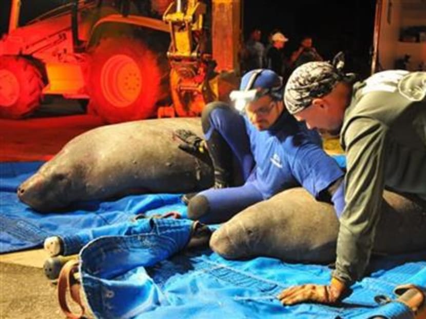 Gallery: About 20 manatees rescued from Florida storm drain