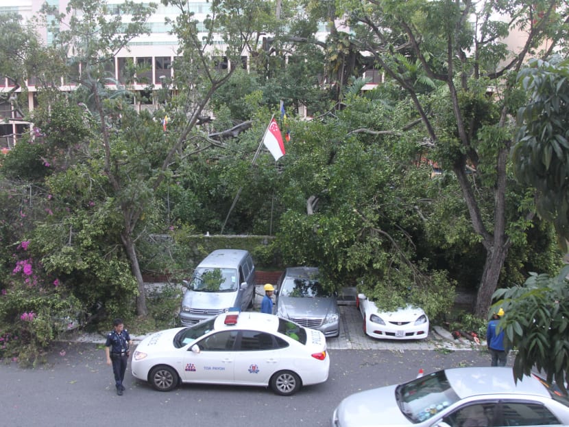 Banyan tree at Toa Payoh Central collapses on several cars