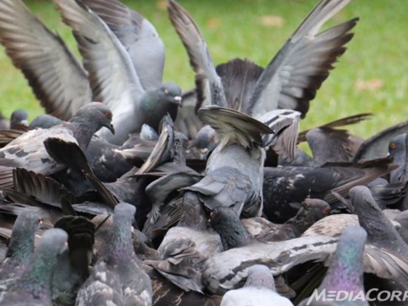 Pigeons in the trial are given a corn-based feed containing nicarbazin, a drug which functions as an oral contraceptive for birds. Photo: Sherlyn Goh/Channel NewsAsia