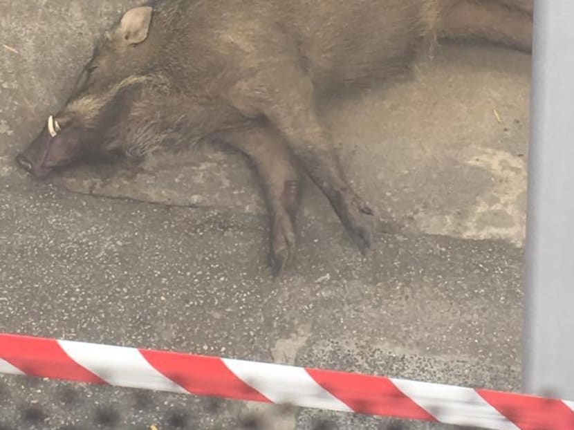 Man suffers cuts to legs after wild boar attack near Hillview condominium