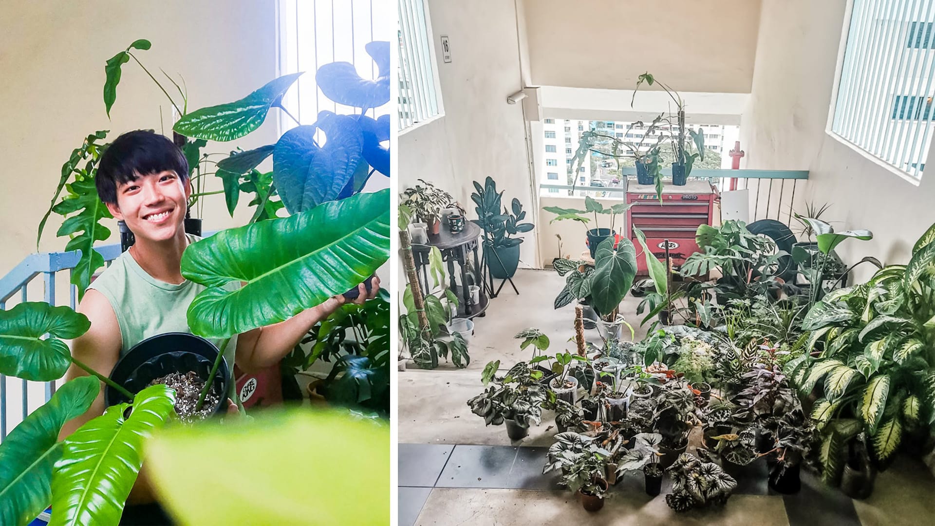 Benjamin Tan Spent $6K On Plants Last Month, Plays Classical Music For The 100 Plants In His HDB Flat Benjamin Tan Spent $6K On Plants Last Month, Plays Classical Music For The 100 Plants In His HDB Flat