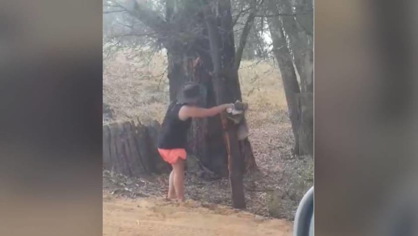 Koala drinks from water bottle in Australia heatwave Koala drinks from water bottle in Australia heatwave
