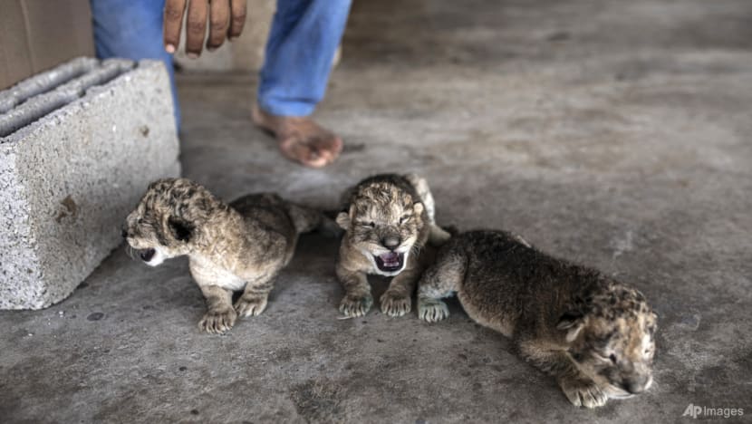 Three newborn lion cubs a rare joyous sight in war-scarred Gaza