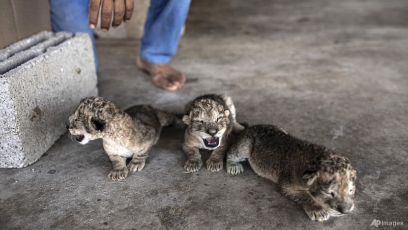 Three newborn lion cubs a rare joyous sight in war-scarred Gaza Three newborn lion cubs a rare joyous sight in war-scarred Gaza