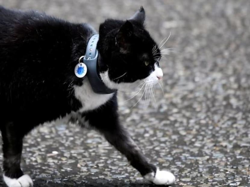 British Foreign Office cat heads for retirement, mouse-catching duties for diplomats come to an end British Foreign Office cat heads for retirement, mouse-catching duties for diplomats come to an end
