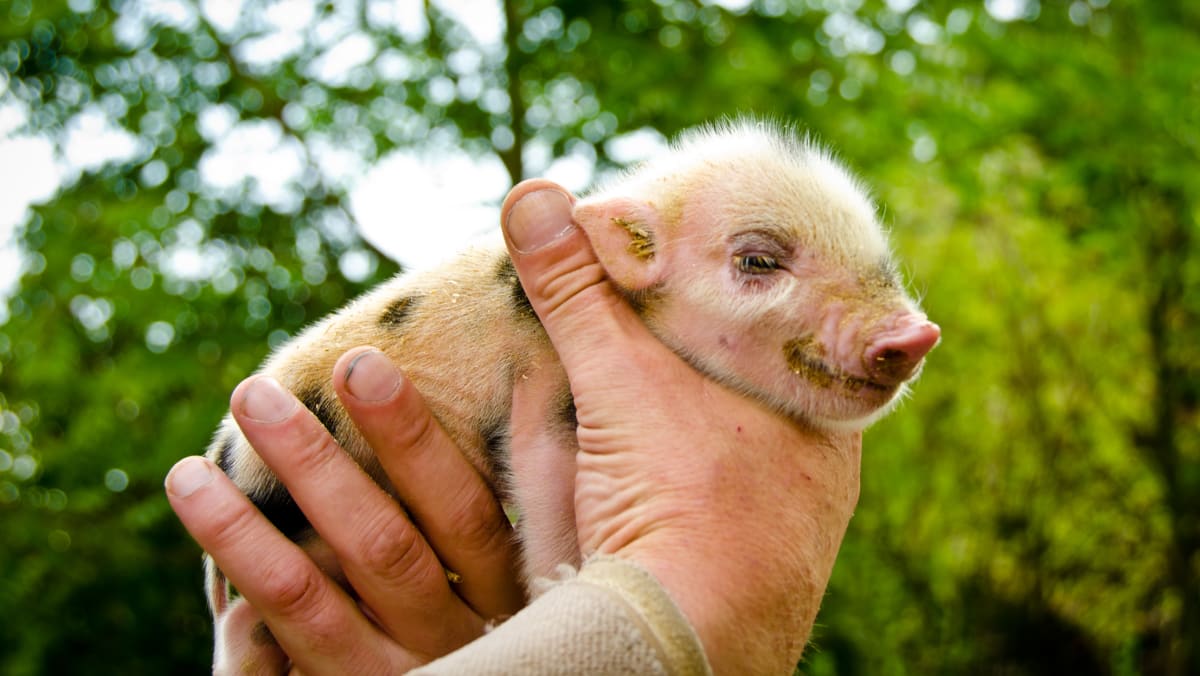 Kematian babi peliharaan memicu penyelidikan demam babi Afrika di Thailand