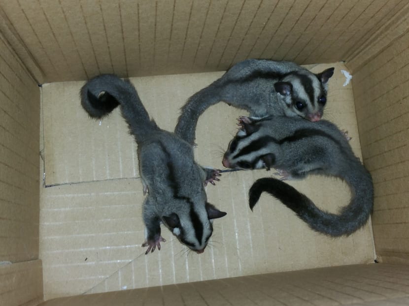 Spotted doves, sugar gliders seized at Tuas Checkpoint