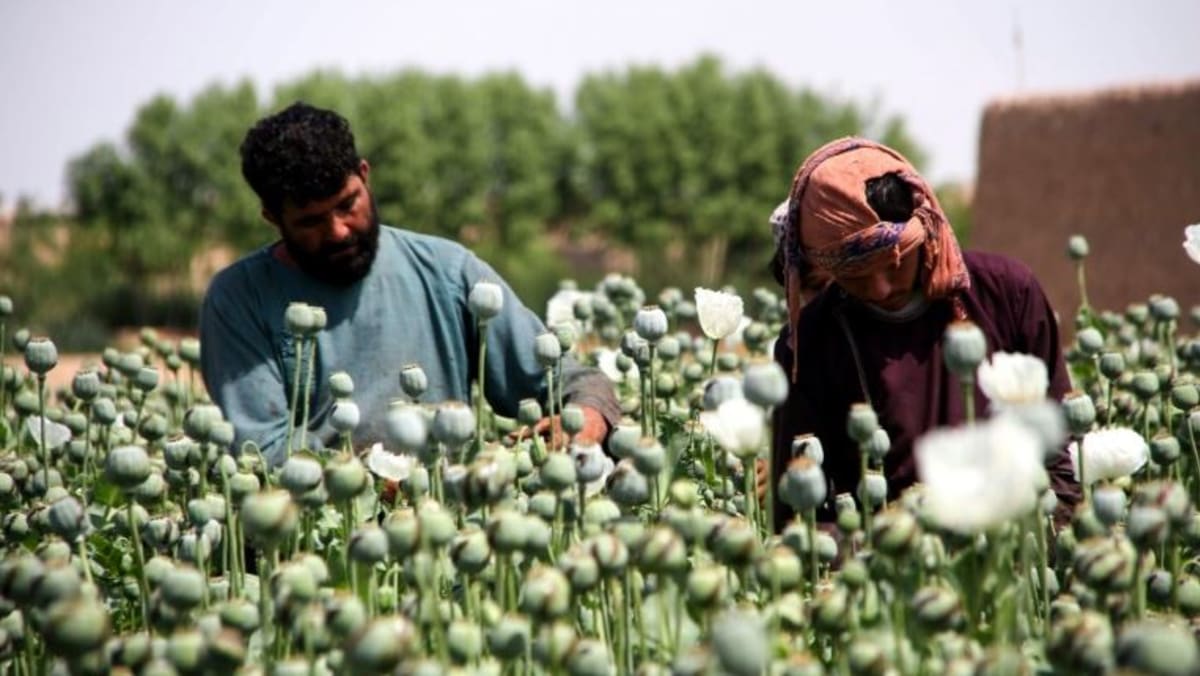 Komentar: Apa arti konflik Afghanistan bagi perdagangan heroin global