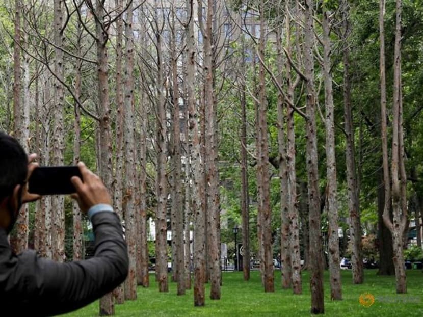 In New York, artist Maya Lin's 'Ghost Forest' warns on rising sea water In New York, artist Maya Lin's 'Ghost Forest' warns on rising sea water