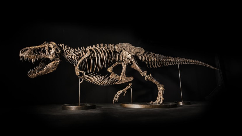 T. rex skeleton to go on display in Singapore ahead of Hong Kong auction
