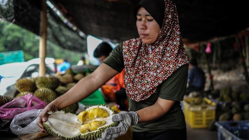Malaysia's booming durian industry sees new investors, management methods Malaysia's booming durian industry sees new investors, management methods