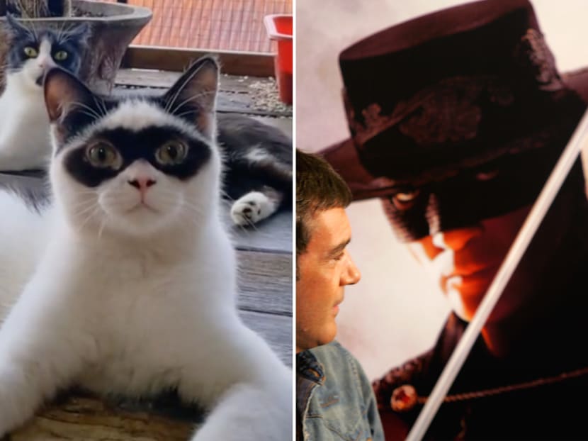 A kitten in Indonesia has gone viral on TikTok for its black markings that make it look like the masked vigilante Zorro.