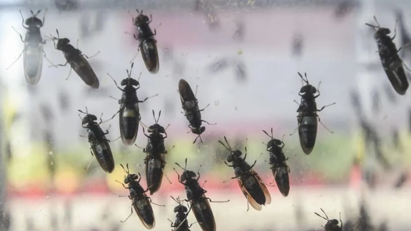 Malaysia to use black soldier fly larvae in organic waste treatment Malaysia to use black soldier fly larvae in organic waste treatment