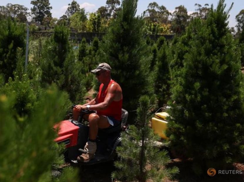 Australian Christmas tree farms run out as shoppers seek a merrier end to a tough 2020 Australian Christmas tree farms run out as shoppers seek a merrier end to a tough 2020