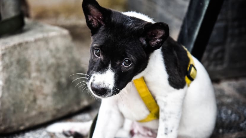 Disease, disgust and dollars: Growing demand for dog meat in Cambodia Disease, disgust and dollars: Growing demand for dog meat in Cambodia
