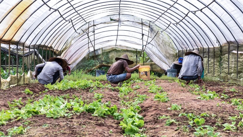 Commentary: Timely landing by Singapore Airlines for farmers in the Kranji countryside Commentary: Timely landing by Singapore Airlines for farmers in the Kranji countryside