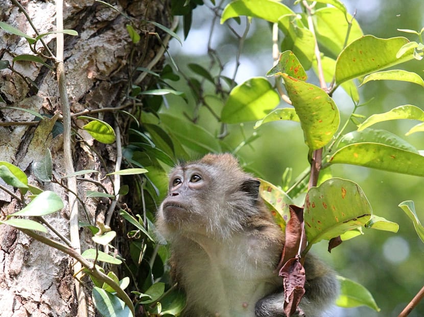 First rescued monkey released back into the wild