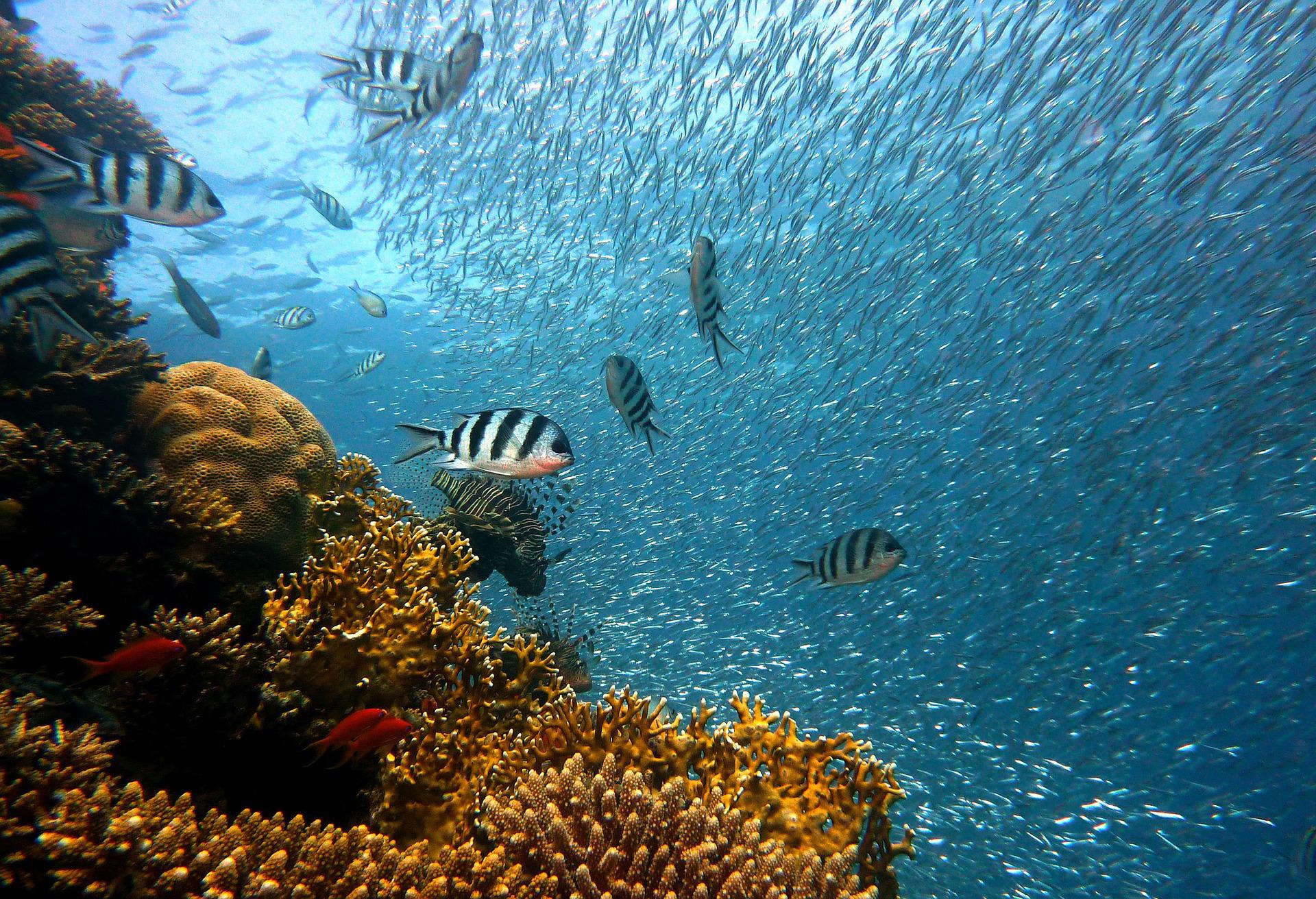 The ocean’s biggest garbage pile is full of floating life The ocean’s biggest garbage pile is full of floating life